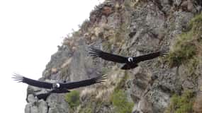 Da Quito: Escursione guidata di un giorno all'Antisana e all'osservazione dei condor