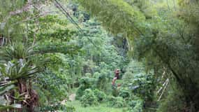 Ocho Rios: White River Jungle Zipline & Blue Hole Experience