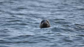 Baabe on Rügen: Seal-Spotting Cruise in the Baltic