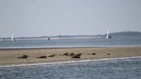 Amsterdam: Half-Day Seal Safari at Waddensea UNESCO Site