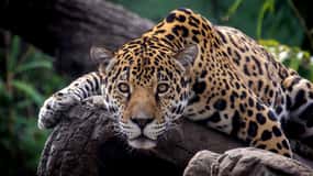 Alabama: Birmingham Area Family Fun Multi-Attraction Pass