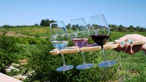 Algarve: 3 Types of Wine Tastings with Vineyard Views