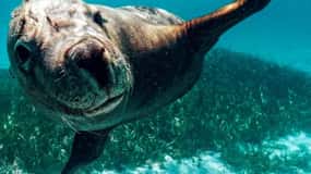 Rockingham: Crucero con esnórquel por la fauna de 3 islas con almuerzo