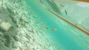 Aruba: Clear-Bottom Mangrove Forest Kayak Boat Tour