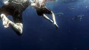 Açores: Nade com a Dolphins Atlantic Experience
