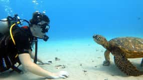 Oahu: Scuba Diving Lesson for Beginners