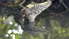 Tortuguero: Tur till kanalerna i Tortuguero nationalpark