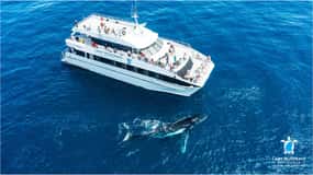 Bundaberg: Whale Watching Sightseeing Cruise with Lunch