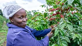 Nairobi: Coffee Factory and Farm Tour with Transfer