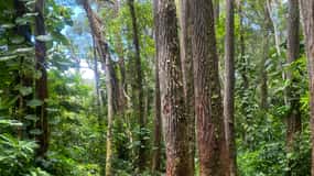 Oahu: Mānoa Falls Trail Hiking Shuttle