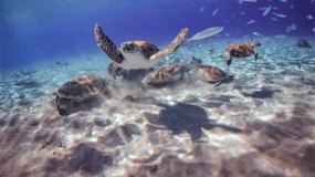 Willemstad: Turtle Watching Excursion and Snorkeling Safari