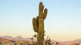 From Scottsdale: Sonoran Desert & Tonto National Forest Trip