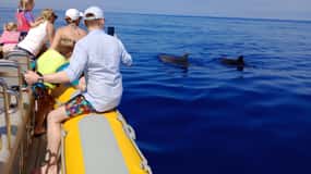 Can Picafort: Tour in barca per l'avvistamento dei delfini con nuoto