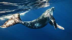 From Punta Cana: Samana Bay Private Whale Watching Cruise