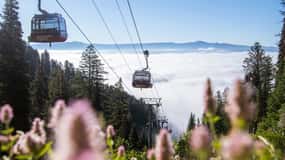 Jackson Hole: Aerial Tram and Gondolas Admission Ticket