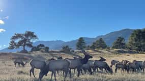 Estes Park : visite guidée du rut des wapitis