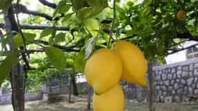 Lemon Experience with Limoncello demonstration