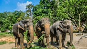Krabi : Visite d'une demi-journée du sanctuaire des éléphants d'Ao Nang