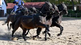 Rancho no campo, show de cavalos e almoço
