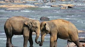 From Colombo: Kandy and Pinnawala Full-Day Trip