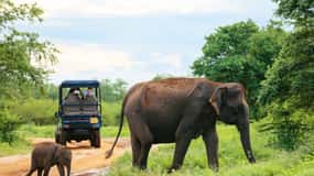 Colombo/Negombo: Sigiriya, Kandy, Ella 3-Day Trip with Train