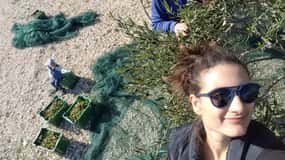 From Split: Olive picking on Island Brac