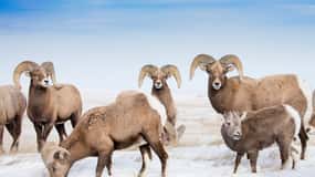 Jackson: Grand Teton, Bighorn Sheep, and Petroglyphs Tour