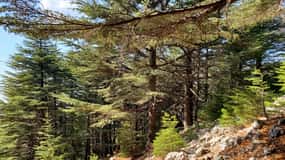 Cedars Shouf & Beiteddine m/afhentning, guide, indgange + frokost