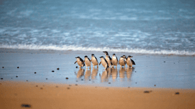 Phillip Island: Penguin Parade e Passe para várias atrações