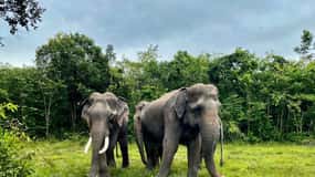 Siem Reap: Floresta de Elefantes Kulen e Lago Tonlesap