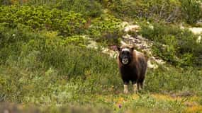 Dovrefjell National Park: Hiking Tour and Musk Ox Safari