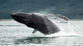 Glacier Bay: High Speed Catamaran Glacier & Wildlife Tour