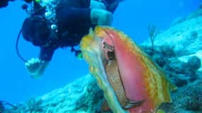 San Domino, Tremiti: try scuba, first diving experience