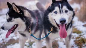 Desde Cracovia: Paseo en trineo tirado por perros por los montes Tatra