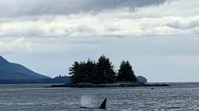 Ketchikan: Marine Wildlife and Whale Watching Boat Tour