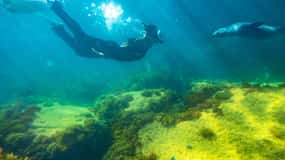 Kangaroo Island: Dolphin, Seal, and Swimming Boat Tour