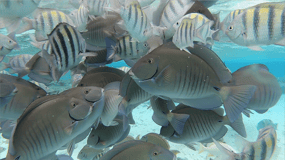 Depuis San Andres : Visite de Cayo Acuario