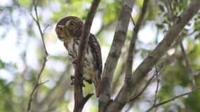 Tulum : Randonnée guidée d'observation des oiseaux dans la réserve de biosphère de Sian Ka'an