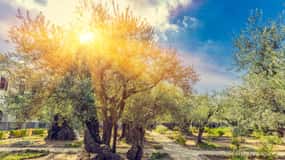 Increíble visita familiar a Jerusalén