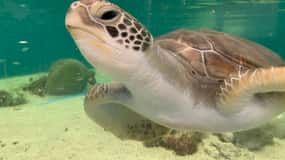 Cairns: Aquarium Entry Ticket and Turtle Rehabilitation Tour