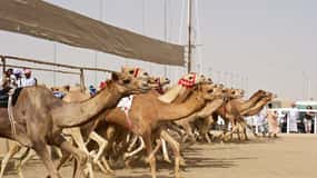Von Doha aus: Private Tour zur Westküste und zur Kamelrennbahn