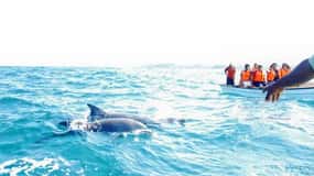 Miami: Key West Tour with Dolphin Watch or Snorkel Option