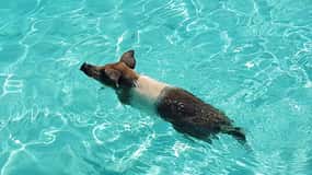 Nassau: Rose Island Swimming Pigs & Turtles Snorkeling Tour