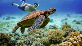 Cebu: Moalboal Sardiner och sköldpaddor Snorkling och Canyoneering