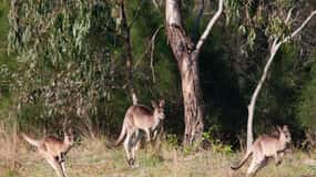 Brisbane : Circuit côtier des kangourous, des oiseaux et des mangroves