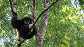 Chiang Mai: Gibbons, Trekking & Mae Kampong Small Group Tour