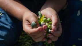 Corfu: Organic Olive Oil Farm Tour with Transfer and Tasting