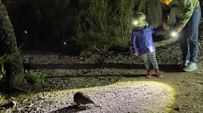Busselton Excursión con animales nocturnos