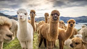 From Baku: Shamakhi City and Alpaca Farm Tour
