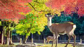 From Osaka: Nara Customizable Private Day Tour